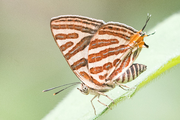 Spindasis syama-4242 - Chiang Dao - 12/03/23