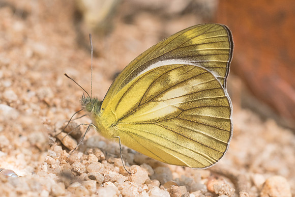 Cepora nadina-1359 - Chiang Dao - 11/03/23