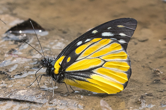 Prioneris thestylis-1217- Chiang Dao  - 11/03/23