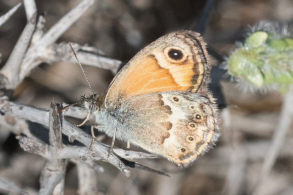 Coenonympha thyrsis-5766