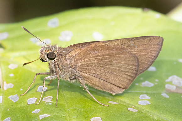 Baoris farri-5134 - Doi Inthanon - 24/03/24