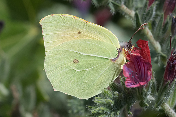 Gonepteryx cleopatra-6430