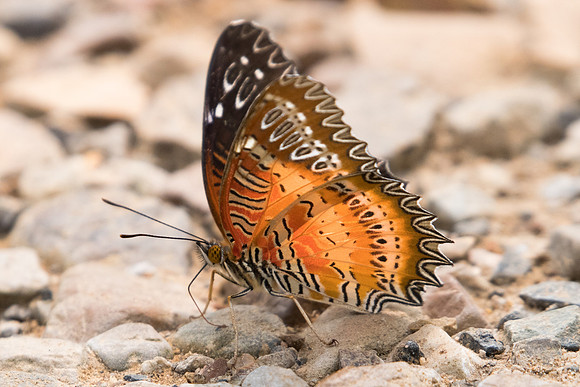 Cethosia biblis-1748- Chiang Dao  - 11/03/23