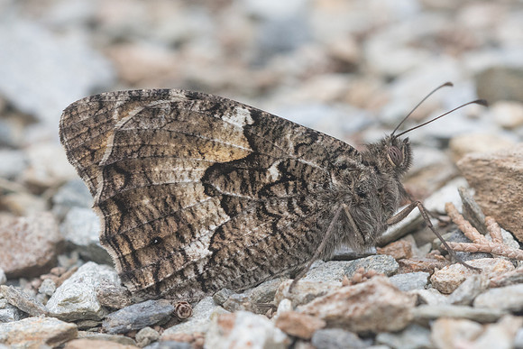 Hipparchia cretica-5968