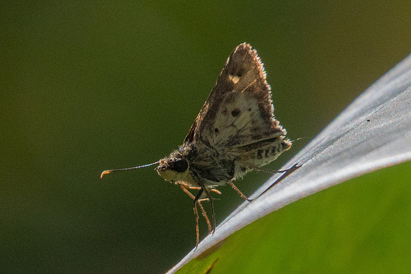 Thoressa masoni-0397 - Chiang Dao - 16/11/23