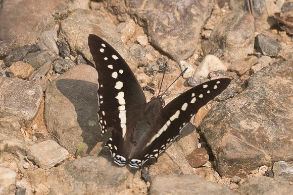 Charaxes solon-9432 - Chiang Dao  - 11/03/23