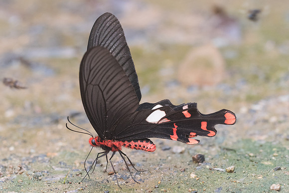 Atrophaneura polyeuctes polyeuctes-2925- Chiang Dao - 12/03/23
