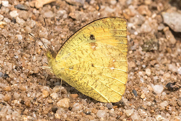 Ixias pyrene yunnanensis-0569 - Chiang Dao  - 11/03/23