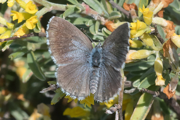 Pseudophilotes vicrama-5923