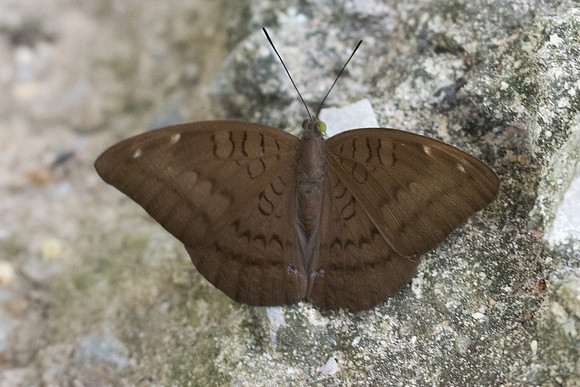 Tanaecia julii-4461 - Krabi - 22/11/23