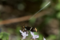 Adela australis-8820 - Belgentier - 13/04/21