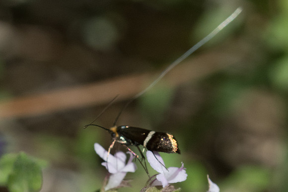 Adela australis-8820 - Belgentier - 13/04/21