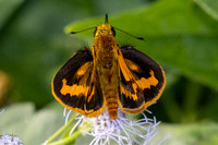 Potanthus rectifasciata--7 - Chulabhorn 10 - 3/02/26