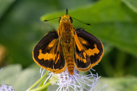 Potanthus rectifasciata--7 - Chulabhorn 10 - 3/02/26