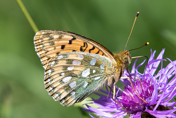 Argynnis aglaja-8547