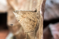 Tetragonus catamitus - 6055