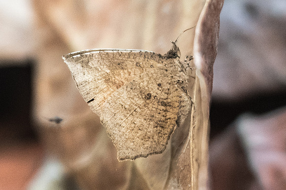 Tetragonus catamitus - 6055