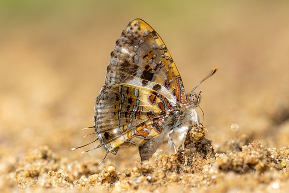 Catapaecilma major-4566 - Chiang Dao - 22/03/24