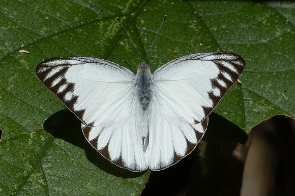 Appias libythea--8 - Chulabhorn 10 - 3/02/26