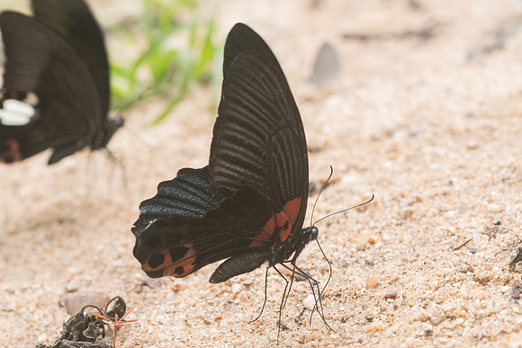 Papilio memnon agenor-4535 - - Chiang Dao  - 12/03/23