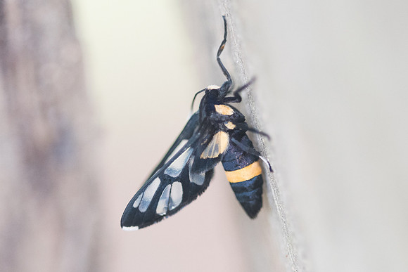Amata sperbius-8346 - Koh Samui - 16/03/23