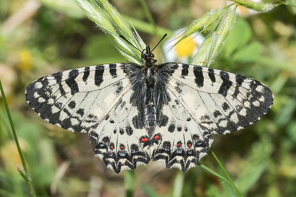 Zerynthia cretica-7331 Gorge Sarakina Meskla (Crete) - 3/06/23