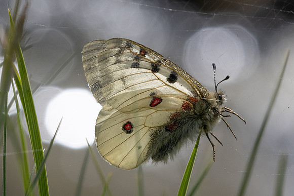 Parnassius corybas-2144