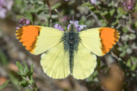 Anthocharis euphenoides-9008 - Belgentier - 13/04/21
