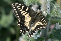 Papilio hospiton-9160 - Vivario - 17/06/23