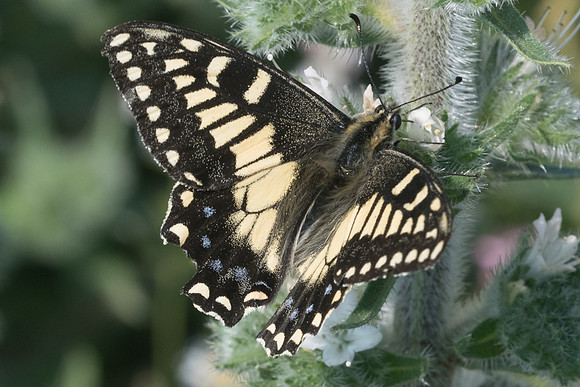 Papilio hospiton-9160 - Vivario - 17/06/23