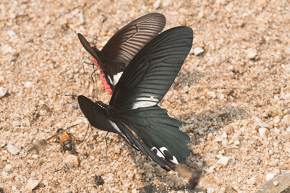 Papilio alcmenor ♂-0179 - Chiang Dao 11/03/23