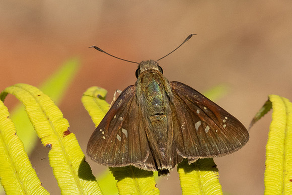 Borbo cinnara-5237 - Doi Inthanon - 24/03/24