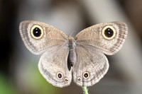 Ypthima pandocus--16 - Jardin d'hivers - 1/02/26