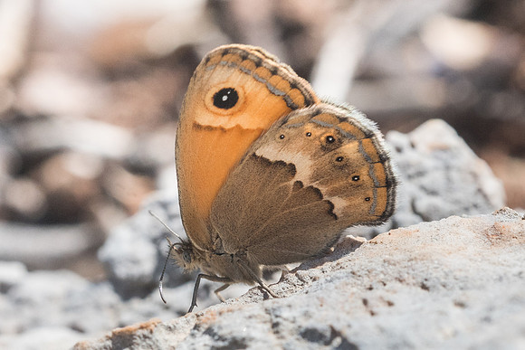 Coenonympha thyrsis-5793