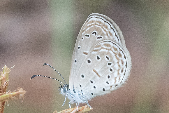 Zizula hylax-3083 - Koh Samui - 20/03/23