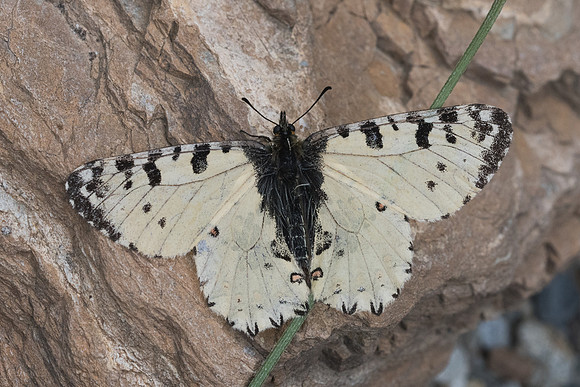 Zerynthia cretica-6204 - Crete - 29/05/23