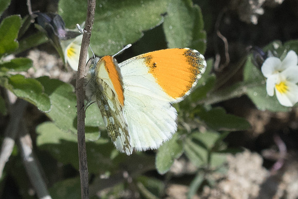 Anthocharis gruneri-7345