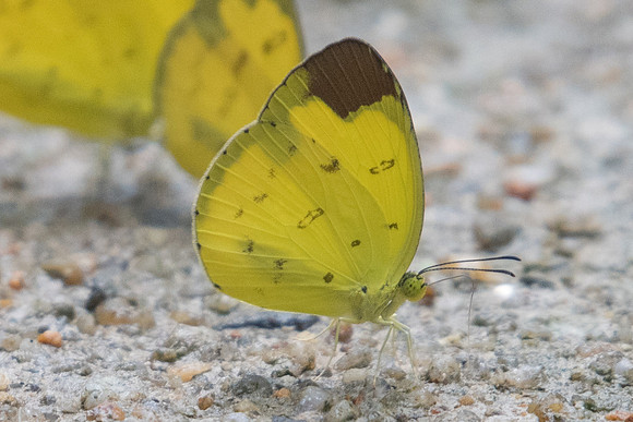 Eurema sari sodalis-5857 - Phanom Bencha Mountain - 24/11/23