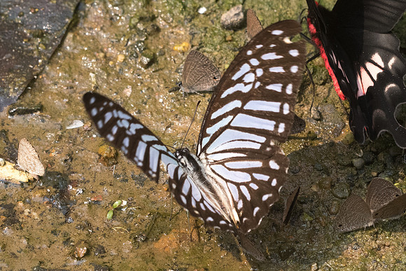 Graphium xenocles-9205 - Chiang Dao - 11/03/23