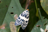 Ammatho sp-9223