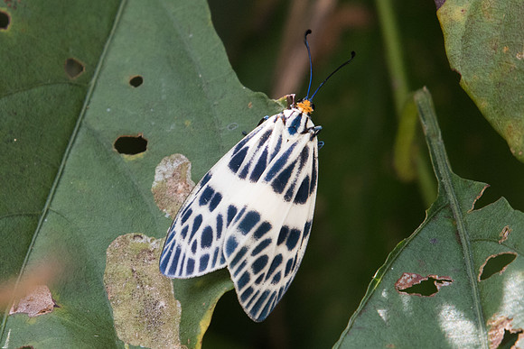 Ammatho sp-9223