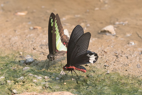 Atrophaneura varuna et graphium sarpedon - 8946 - Chiang Dao - 11:03/23