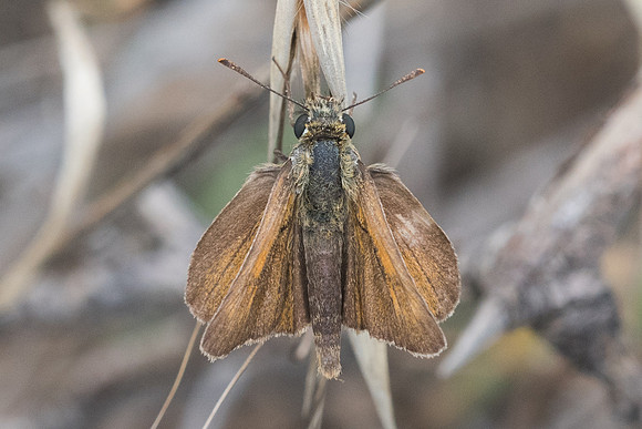 Thymelicus sylvestris-5588