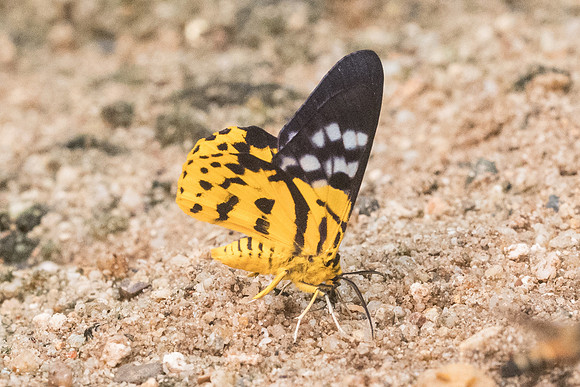 Dysphania militaris-8053- Chiang Dao - 11/03/23