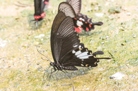 Papilio nephelus-9927 - Chiang Dao - 11/03/23