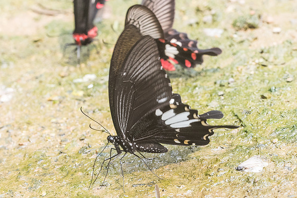 Papilio nephelus-9927 - Chiang Dao - 11/03/23