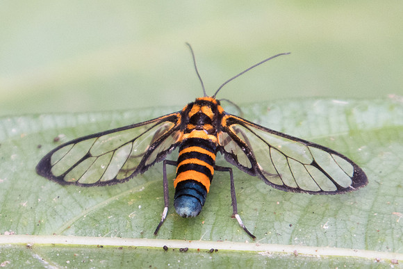 Amata compta-.--37 - Doi-Suthep - 8/03/23