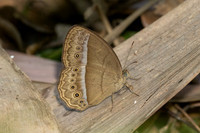 Mycalesis orseis--13 - Jardin d'hivers 960m - 2/02/26