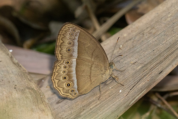 Mycalesis orseis--13 - Jardin d'hivers 960m - 2/02/26
