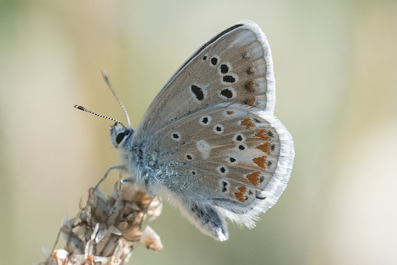 Polyommatus dorylas-4874